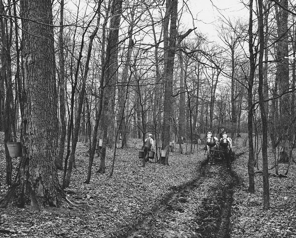 A man and woman driving their horse-drawn cart into the woods to collect buckets that are hanging from maple trees. The buckets catch sap that is used to make maple sugar and syrup.
