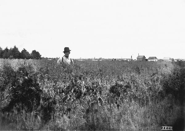 A man stands in a field in Ashland County, almost dwarfed by grain plants.