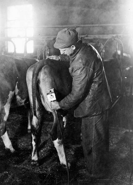 Dairyman Martin Hopper uses a pneumatic clipper hooked-up to the hose of his milking machine to groom his cow.