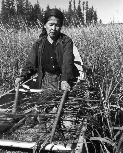 An Ojibwa woman, Francis Mike, harvesting wild rice in a boat on Totogatic Lake.