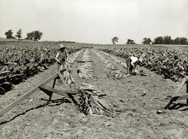 Field workers gathering and spearing cut tobacco leaves.