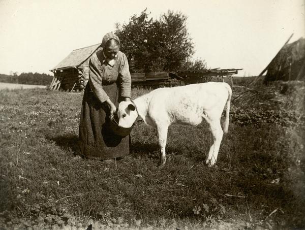Woman feeding calf from a bucket.