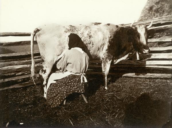 Woman milking her cow.