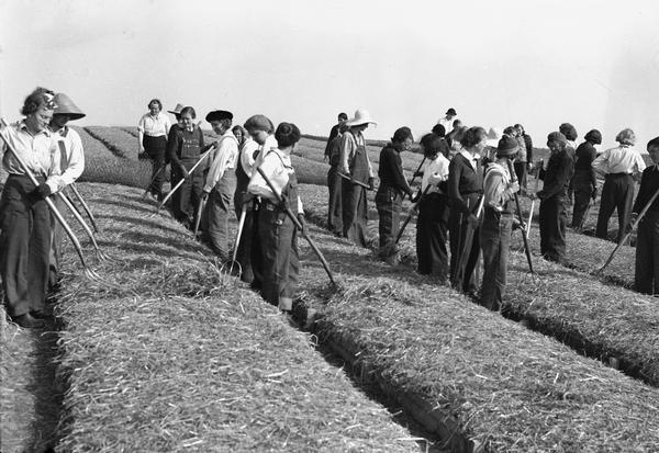 Workers preparing ginseng beds in northern Wisconsin.