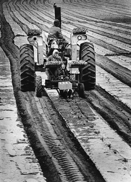 Lyle Lurvey and Mrs. Lurvey on a tractor planting muskmelon on their farm near Highway 67, south of Dousman.