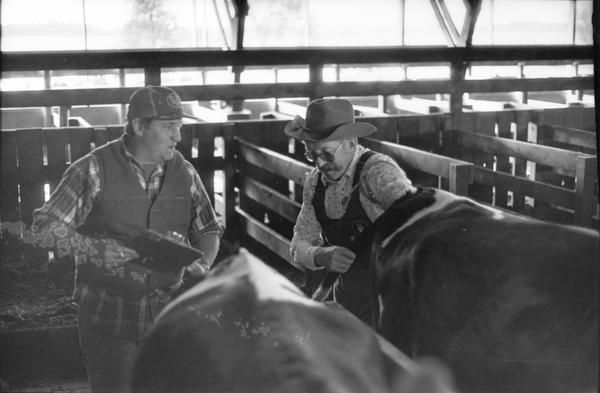 Veterinarian J.A. 'Doc" Hines checking a cow for pregnancy.
