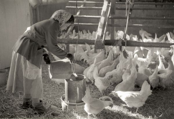 Edna Kern in the hen house watering the laying hens.