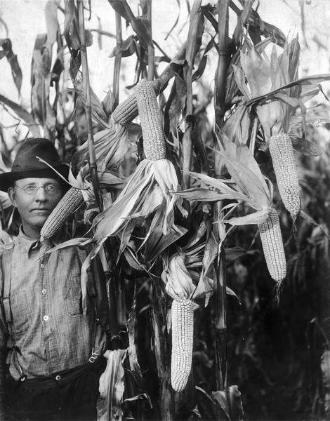 Man in hat standing by cornstalks with husks peeled back from corn.