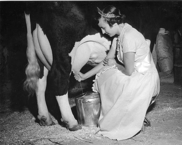 Alice in Dairyland for 1955, Barbara Brown, milking a cow by hand.