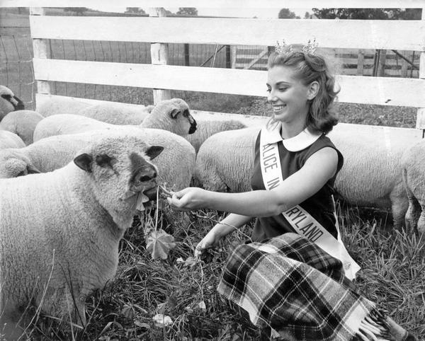 Alice in Dairyland interacts with sheep in a pen at the Wisconsin State Fair.