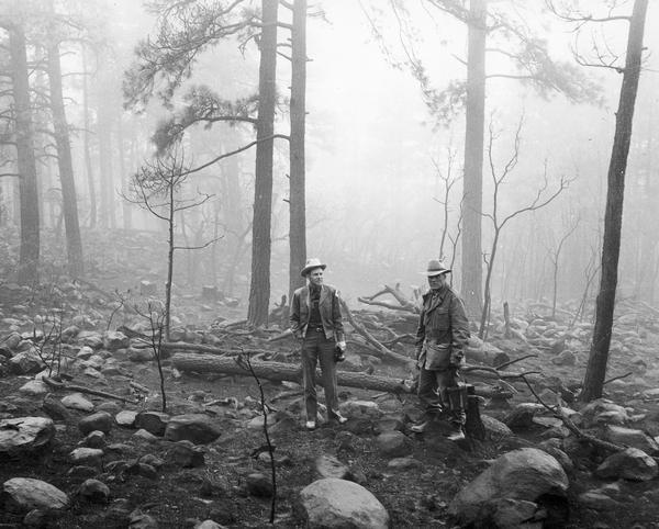 Forest rangers look over charred ruins of timber in a forest where "Smokey," a black bear cub was found suffering from third degree burns.
