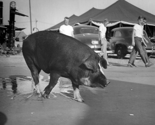 Boys, in background, watching as a pig, in the foreground, is taking a stroll around the Wisconsin State Fairgrounds.