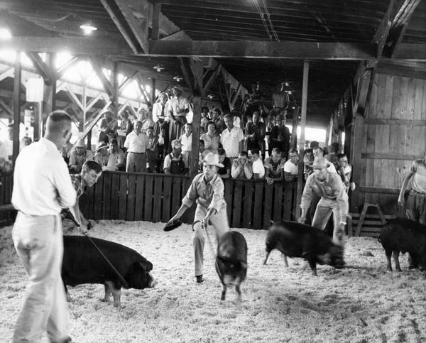 A crowd watches as boys try to steer their pigs with canes during judging in a pen at the Wisconsin State Fair.
