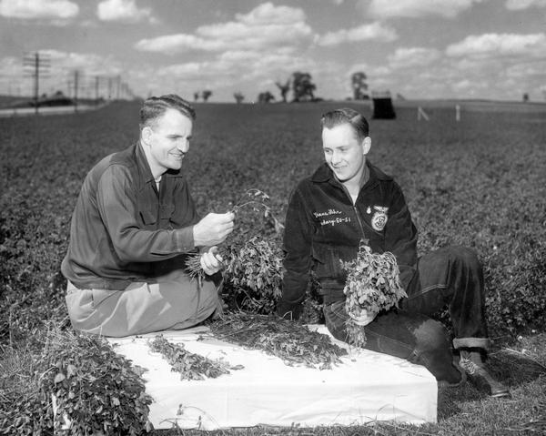 Irving Gerhardt, instructor of Vocational Agriculture, and Duane Lehr, Future Farmers of America member and agriculture student from Madison East High School put together a sheaf of alfalfa for an exhibit of farm crops for the State Fair.