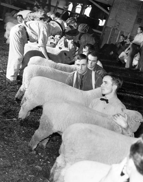 Men preparing their sheep for judging at the Wisconsin State Fair.