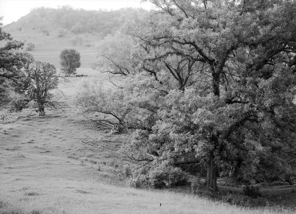Old trees in a pasture valley.