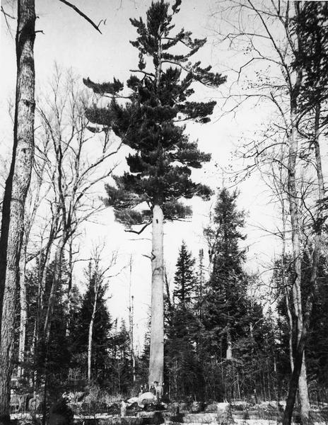 The largest white pine tree standing in America, with several people posing beneath it. Its estimated age is 350-years-old.