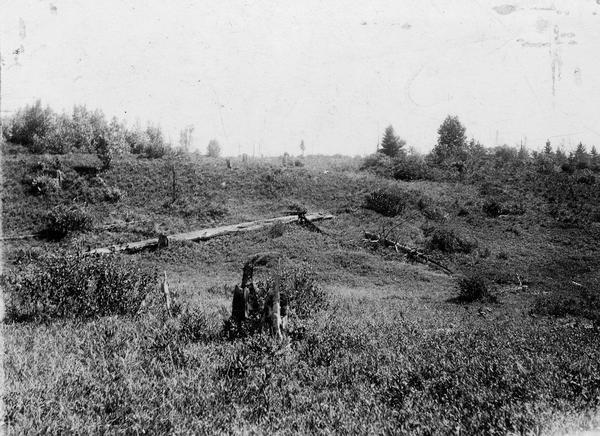 Forest area that once furnished employment for settlers, but through lack of reforestation was considered almost worthless at the time this image was created.