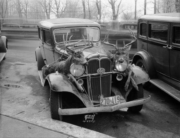 A 14-point buck shot by Carl Laughnan, 4138 Mandan Crescent, and a 10-point buck shot by Russell Hegg, 330 Dow Court, are tied to the front fenders of the car in which the hunters returned from Douglas County. A Triple AAA medallion is attached to the front grille of the car that reads: "Wisconsin Division AAA American Auto Assn."