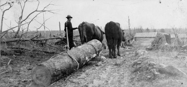 Farmer skidding logs with a team of oxen.