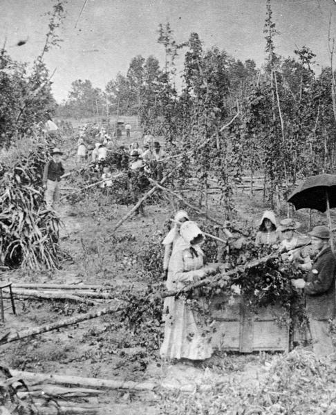 Slightly elevated view of hop pickers in hop yard, in the vicinity of Mirror Lake.