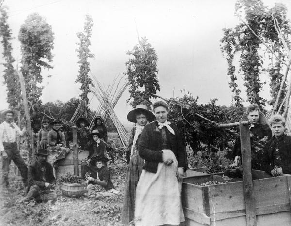 Hop pickers posing in the Laffan hop yard.