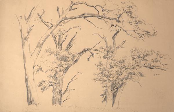 Pencil drawing of oak trees on in the oak savanna setting. The illustrated trees have dead branches but still sprout some live leaves.