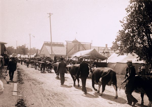 Annual cattle parade at the Wisconsin State Fair.