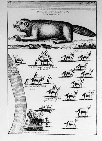An early drawing depicting various beaver hunting techniques.