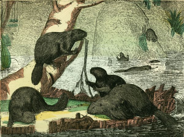 Color drawing of beavers working on and living at their dams.