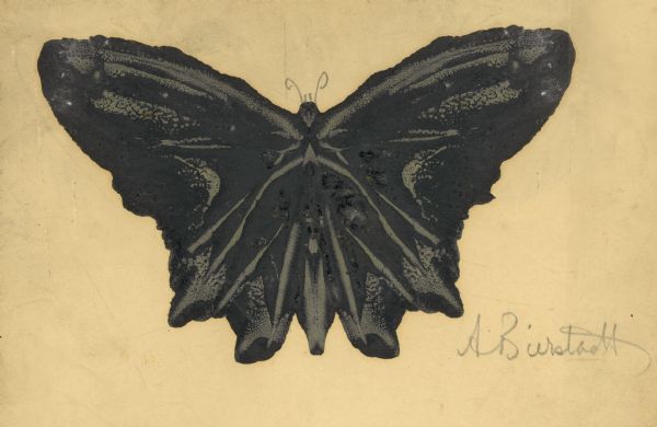 Oil on paper painting of a black butterfly by Alfred Bierstadt. Bierstadt would apply oil paints directly to the paper to form one wing of a butterfly, then fold the paper in Rorschach test-fashion to produce a mirror image and complete the shape.