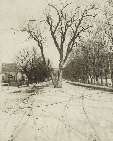 The Black Hawk Tree growing in the middle of the street, now East Black Hawk Avenue.  There are houses on the left and the road is lined with trees planted in neat rows. There is snow on the ground.  According to legend, Chief Black Hawk hid in the branches of this tree for three days during the Black Hawk War.  The tree was destroyed in a storm in the 1920's.