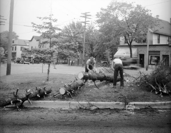 Two men sawing up the 10th ward Christmas tree, a stately Wisconsin fir, which had been growing at the corner of Spooner and Monroe Street.