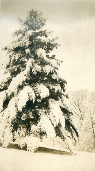 Large, snow-covered pine tree on Hillside Home School grounds.