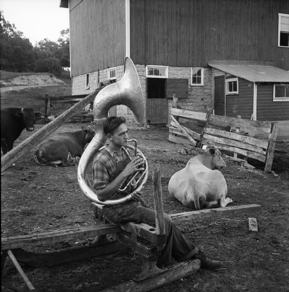 Member of a local farmers band practicing the tuba in a barnyard with cows. In the background is a barn on a hill.