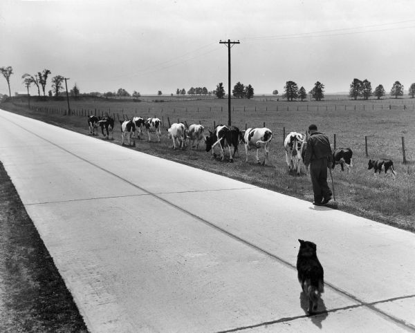 Man herding cows along side of road with dog following.