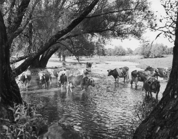 A Guernsey herd in a stream near a pasture. Trees line the banks.