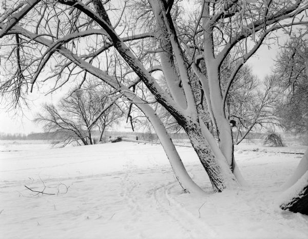 Winter snow scene at Vilas Park with snow-covered tree in the foreground, and a frozen Lake Wingra in the background.