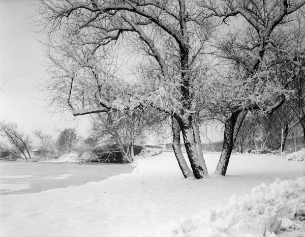 Winter scene at Vilas Park with snow-covered tree in the foreground and a frozen Lake Wingra in the background.
