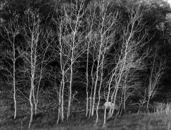 Stand of small bare aspen trees, Trout Creek Valley.