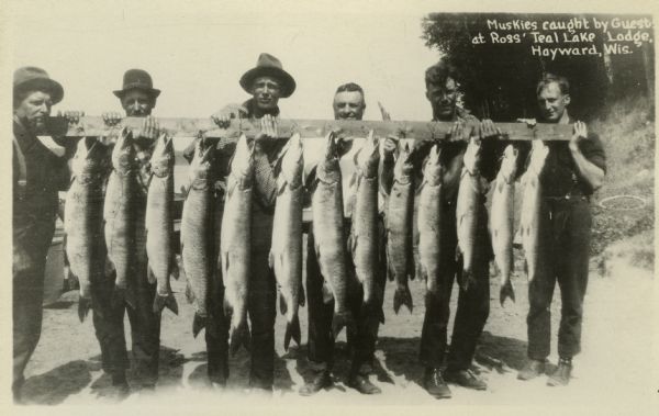Group of men displaying 13 muskellunge caught at Ross' Teal Lake Lodge.