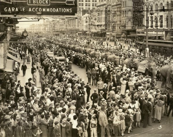 A long string of circus elephants parades single file down a metropolitan street lined on both sides by huge crowds of people.