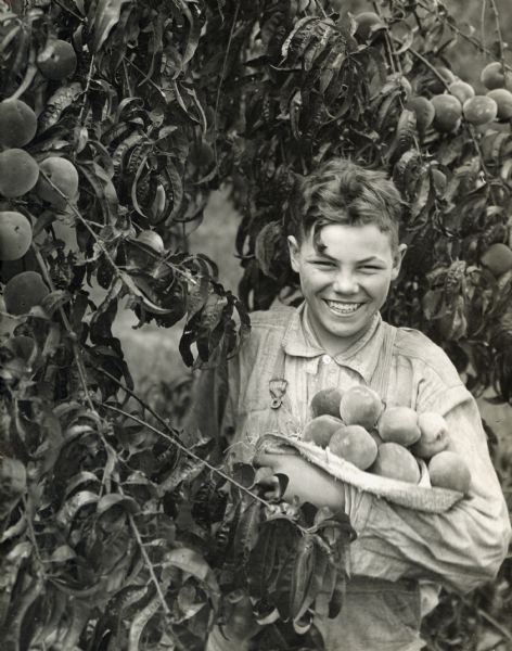 A boy grinning while gathering peaches in his arms in the orchard of N.Y. Yates.