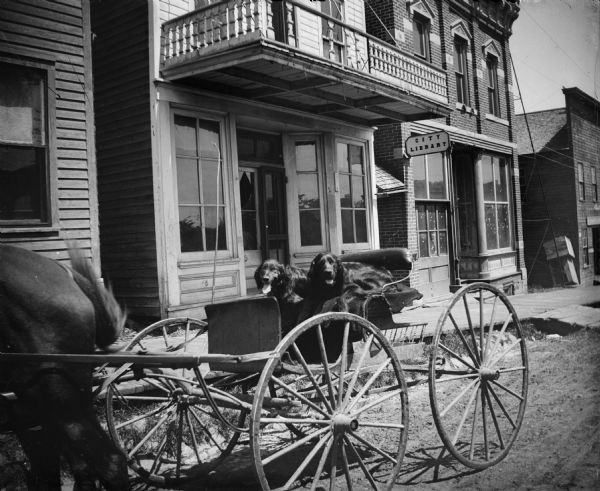 Two dogs sitting in horse-drawn carriage. Location identified as the north side of Main Street in Black River Falls between Second and Third Streets, in front of the City Library.
