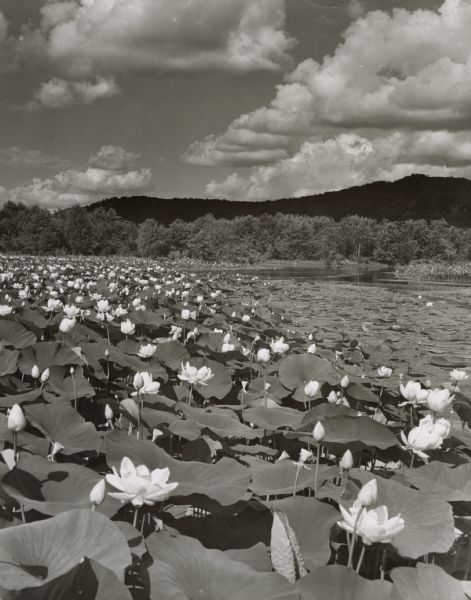 Lotus beds on Mississippi River in the foreground and middleground. Bluffs are in the background.