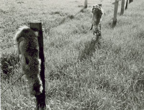 Two dead foxes hang from a barbed wire fence in a field.