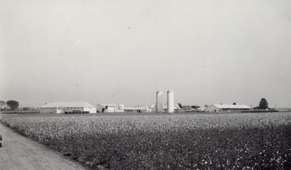 Farm buildings stand in the distance at the Hopson Planting Company's plantation.