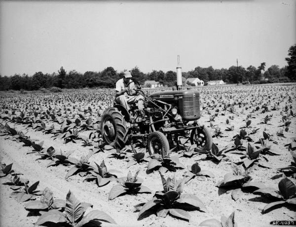 Three-quarter view towards the front of a Super A Tractor. The man operating the tractor is cultivating tobacco in a field. The heavy-duty front axle is visible. Buildings are in the far background.