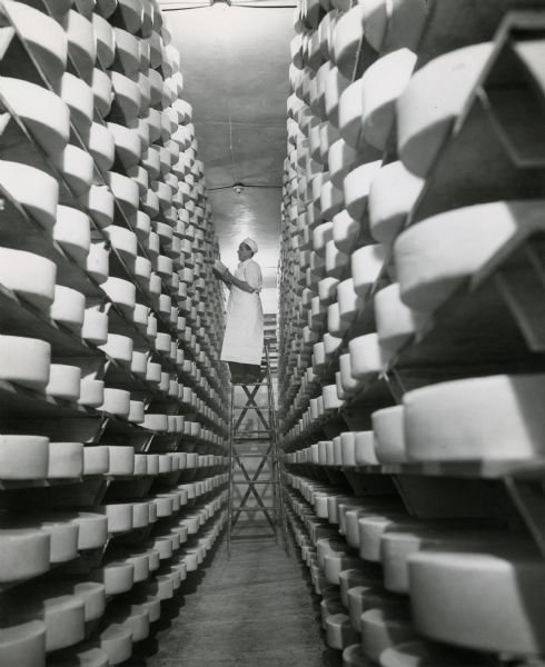 Cheesemaker standing on ladder putting cheese on storage shelf, along with rows of other cheeses.