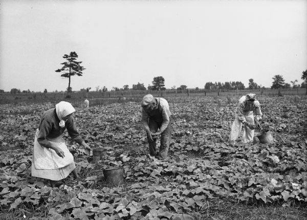 Catherine, Stanley and Sofia Pranica, a Polish family, harvesting cucumbers.